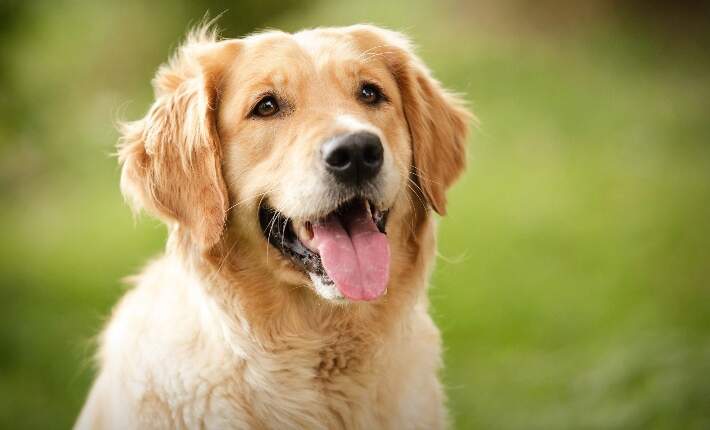 Golden retriever dog