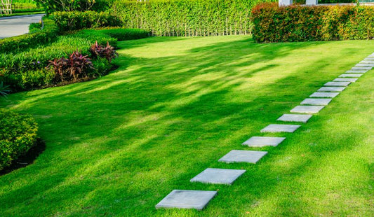 Lawn and yard maintenance